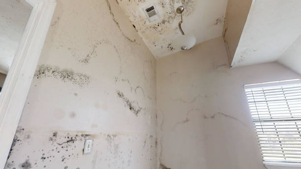 Best Comprehensive Air Testing for Mold Contaminants  in Greenacres, FL