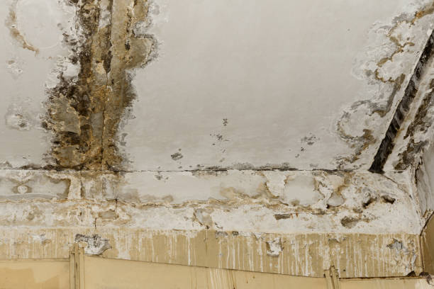 Best Forensic Mold Investigation  in Greenacres, FL