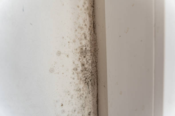 Best Residential Mold Inspection & Testing  in Greenacres, FL