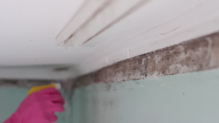 Greenacres, FL Mold Removal Company